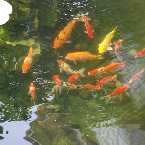 家庭院魚(yú)池