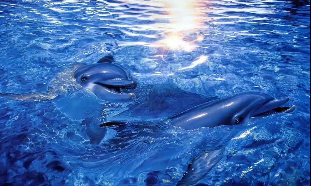 海洋館水質(zhì)處理解決方案,海洋館水質(zhì)處理,海洋館水處理系統(tǒng) 海洋館水質(zhì)處理解決方案,海洋館水質(zhì)處理,海洋館水處理系統(tǒng)