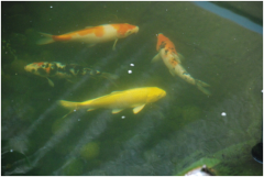 景觀魚池水處理設(shè)備有哪些？