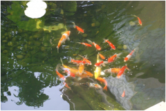 <b>景觀魚池設(shè)計注意事項及設(shè)計要點？</b>