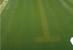 廣東接連暴雨！雨后游泳池水體發(fā)綠怎么清理？